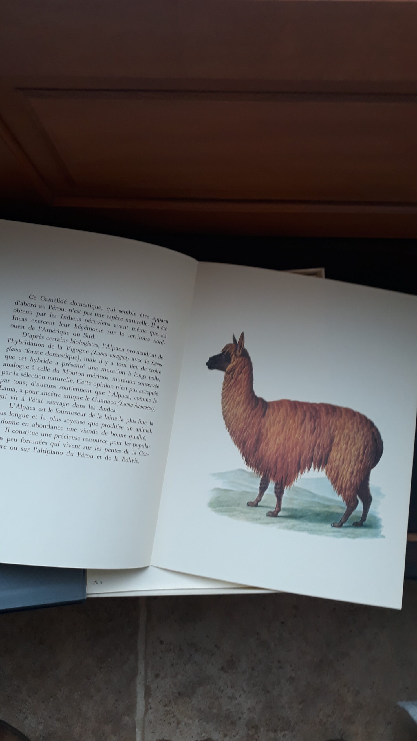 Collection Larousse : livres la vie des animaux Grassé (Pierre-Paul) La vie des animaux. – Image 8