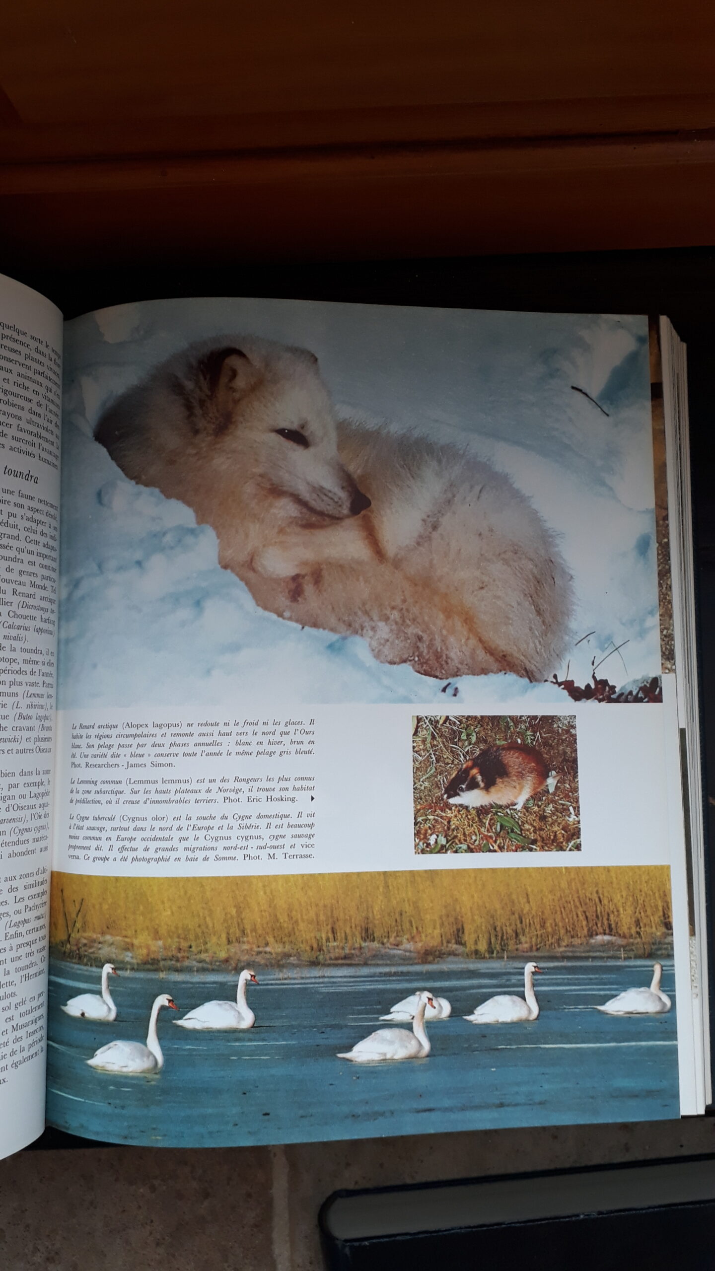Collection Larousse : livres la vie des animaux Grassé (Pierre-Paul) La vie des animaux. – Image 4